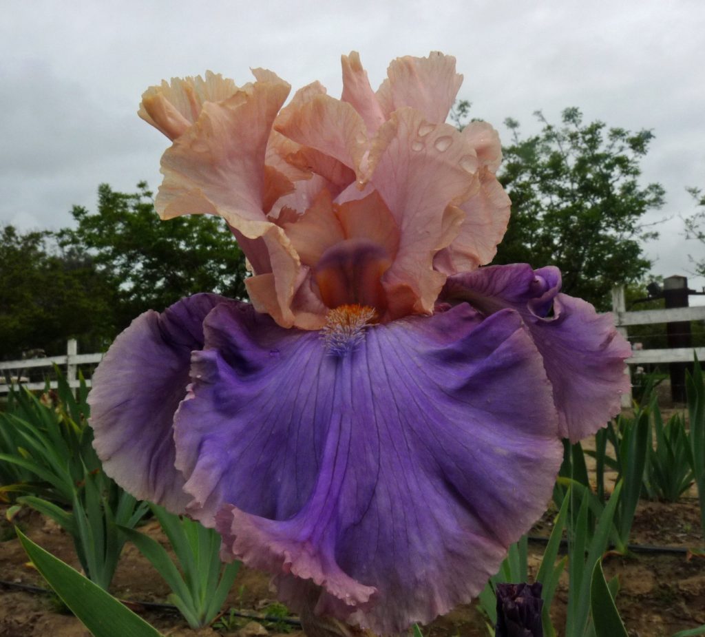 Florentine Silk Iris Oasis Iris Garden