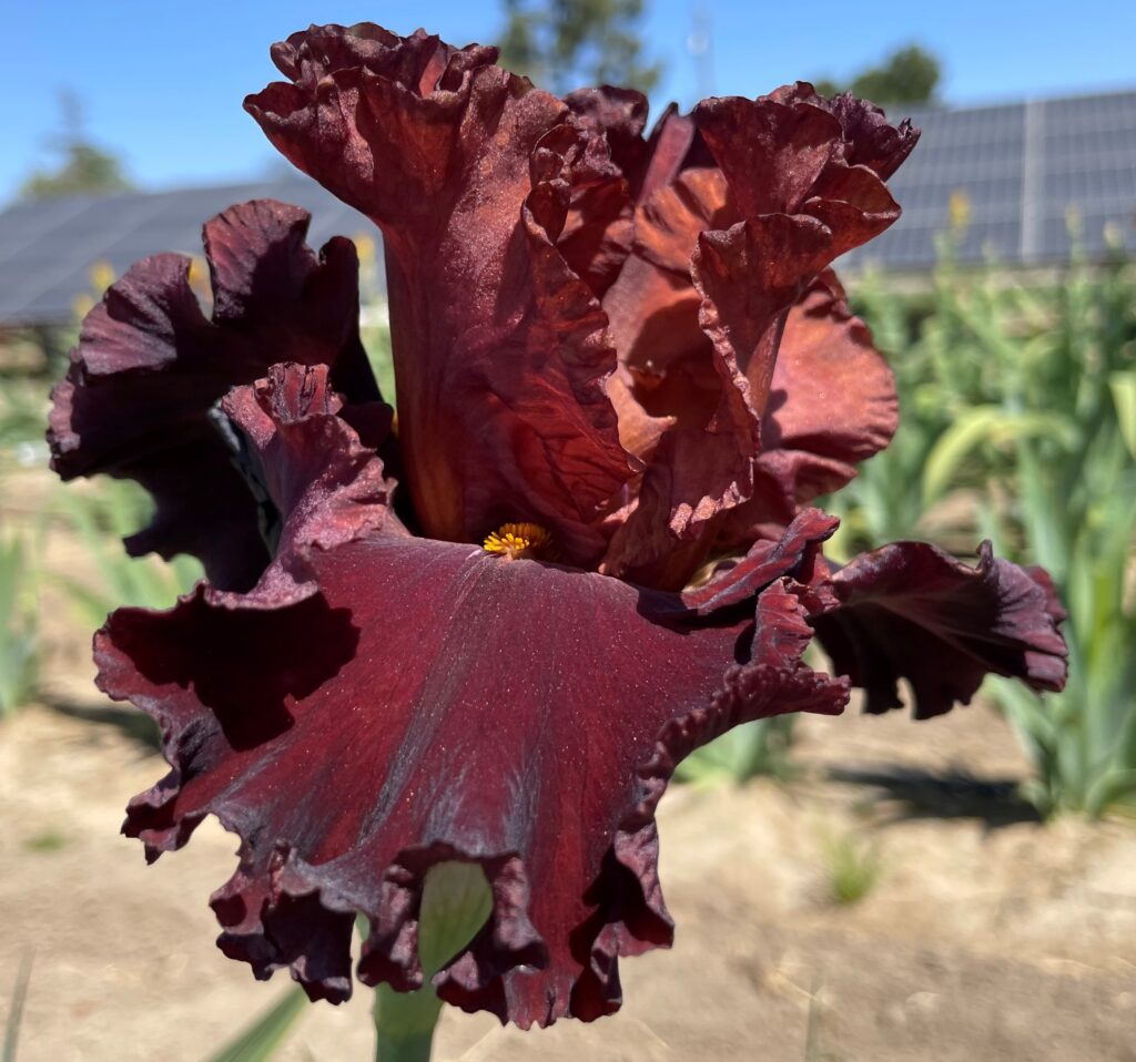 Hi Love | Iris Oasis Iris Garden