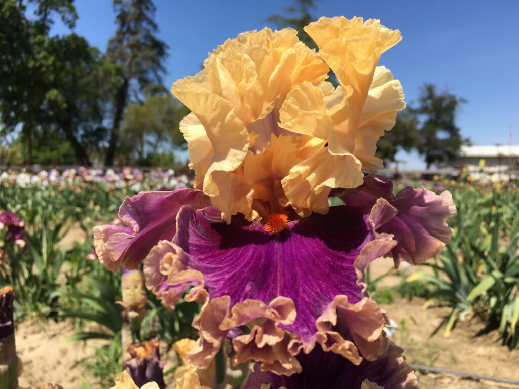 Hollywood Lights Iris Oasis Iris Garden